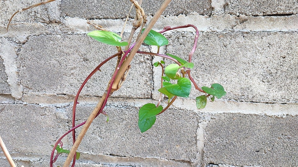 பசலைக்கீரை