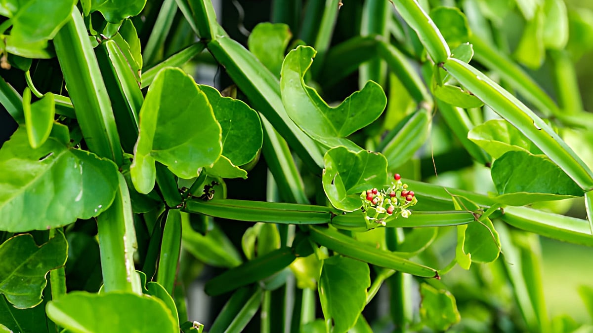 பிரண்டைக்கீரை