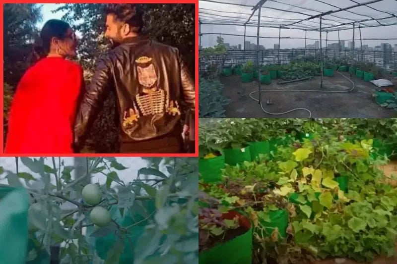 மாடித்தோட்டம்