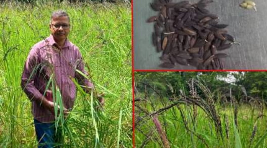 காட்கில்