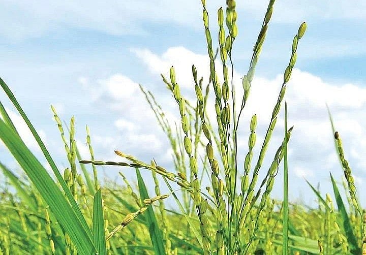 நெல் வயல்