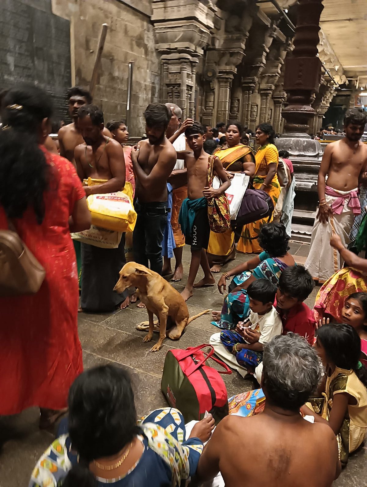திருச்செந்தூர் கோவிலுக்குள் தெருநாய்