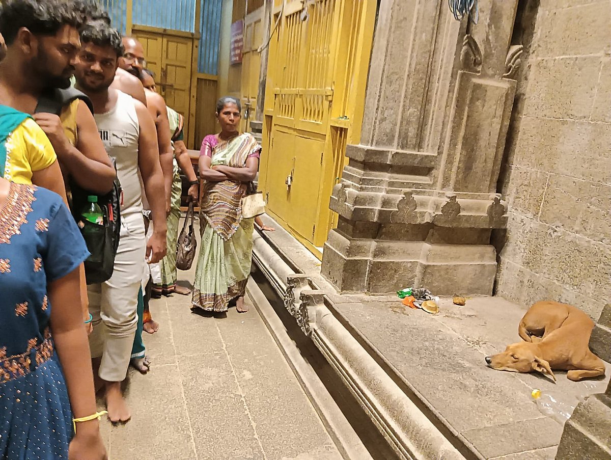 திருச்செந்தூர் கோவிலுக்குள் தெருநாய்