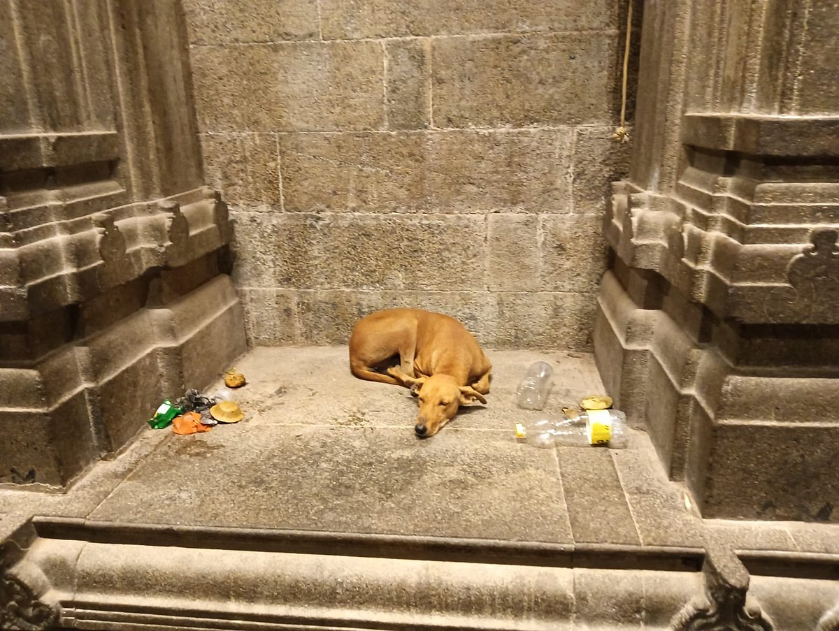 திருச்செந்தூர் கோவிலுக்குள் தெருநாய்