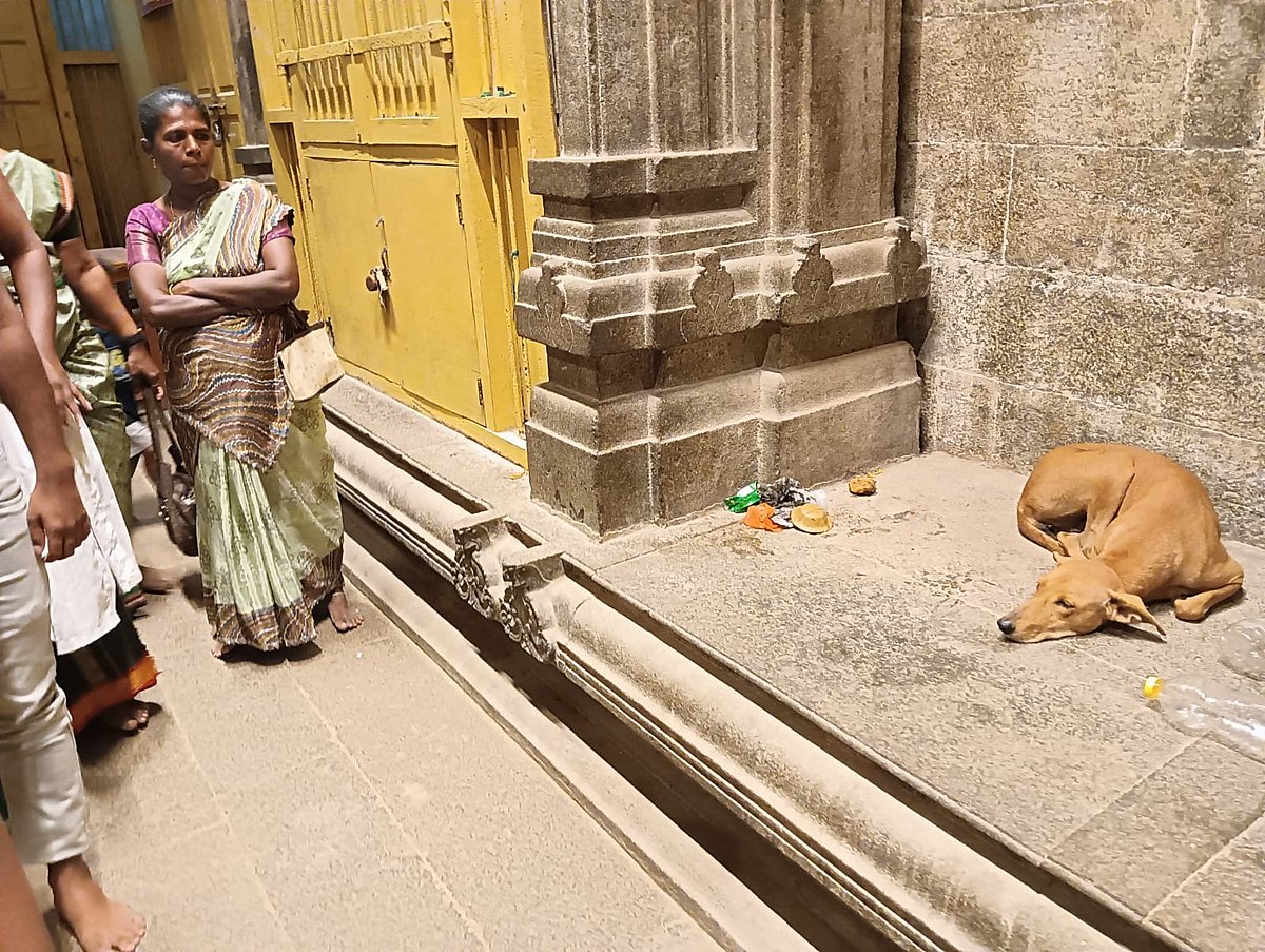 திருச்செந்தூர் கோவிலுக்குள் தெருநாய்