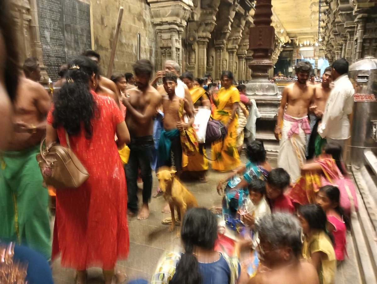 திருச்செந்தூர் கோவிலுக்குள் தெருநாய்