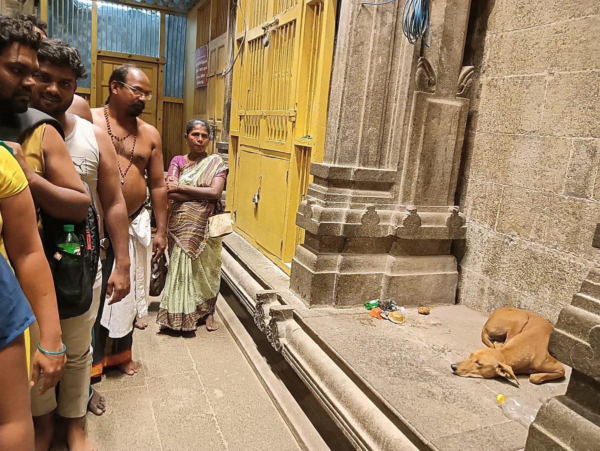 திருச்செந்தூர் கோவிலுக்குள் தெருநாய்