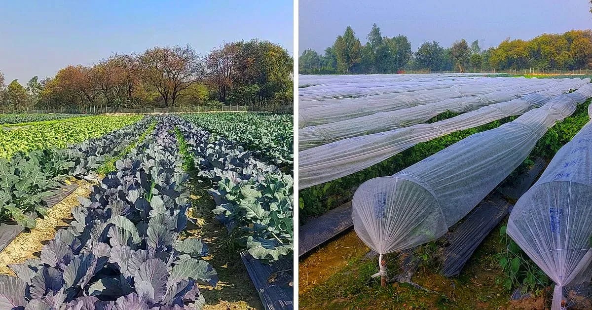 விவசாயம்