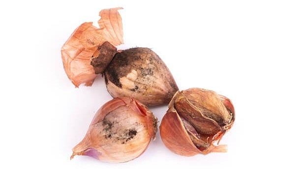 வெங்காயம் - கருப்பு பூஞ்சை