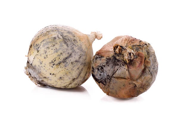 வெங்காயம் - கருப்பு பூஞ்சை