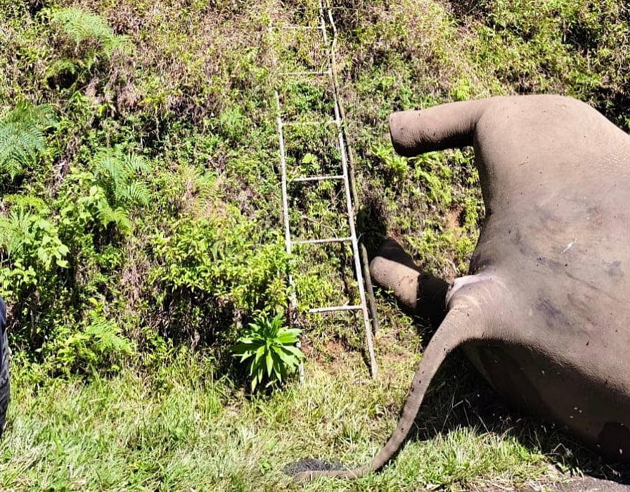 20 அடி உயரத்தில் இருந்து கீழே விழுந்த யானை