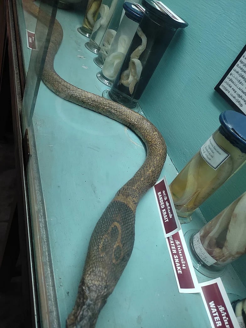 சேலம் அரசு அருங்காட்சியகம்