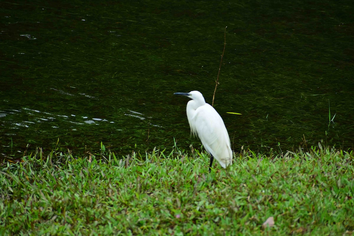 முல்லைப்பெரியாறு அணை
