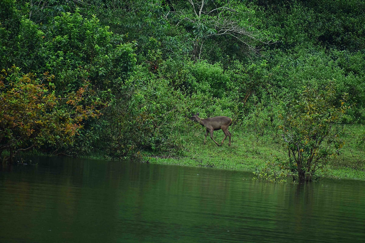 முல்லைப்பெரியாறு அணை