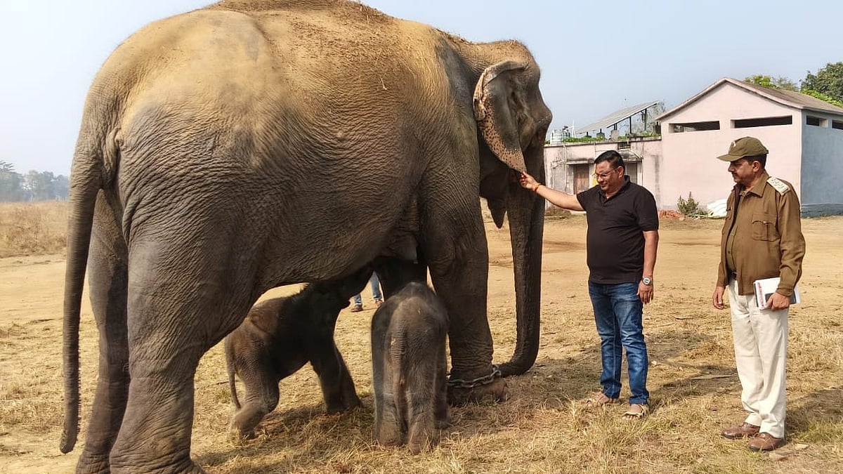 இரட்டை குட்டிகளை ஈன்ற அனார்கலி யானை