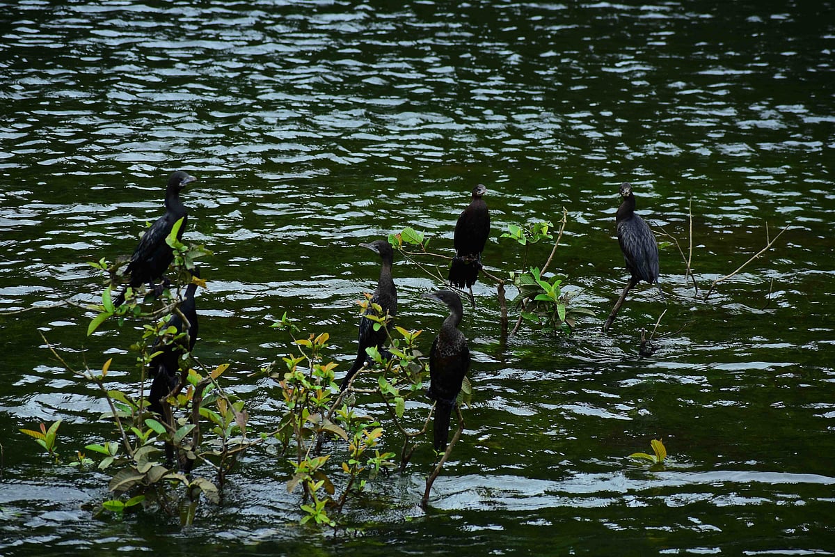 முல்லைப்பெரியாறு அணை