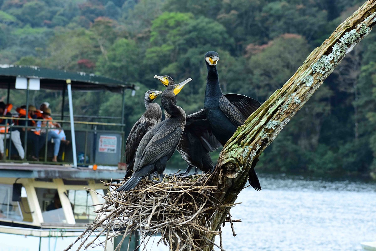 முல்லைப்பெரியாறு அணை