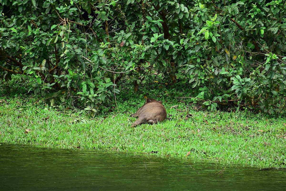 முல்லைப்பெரியாறு அணை