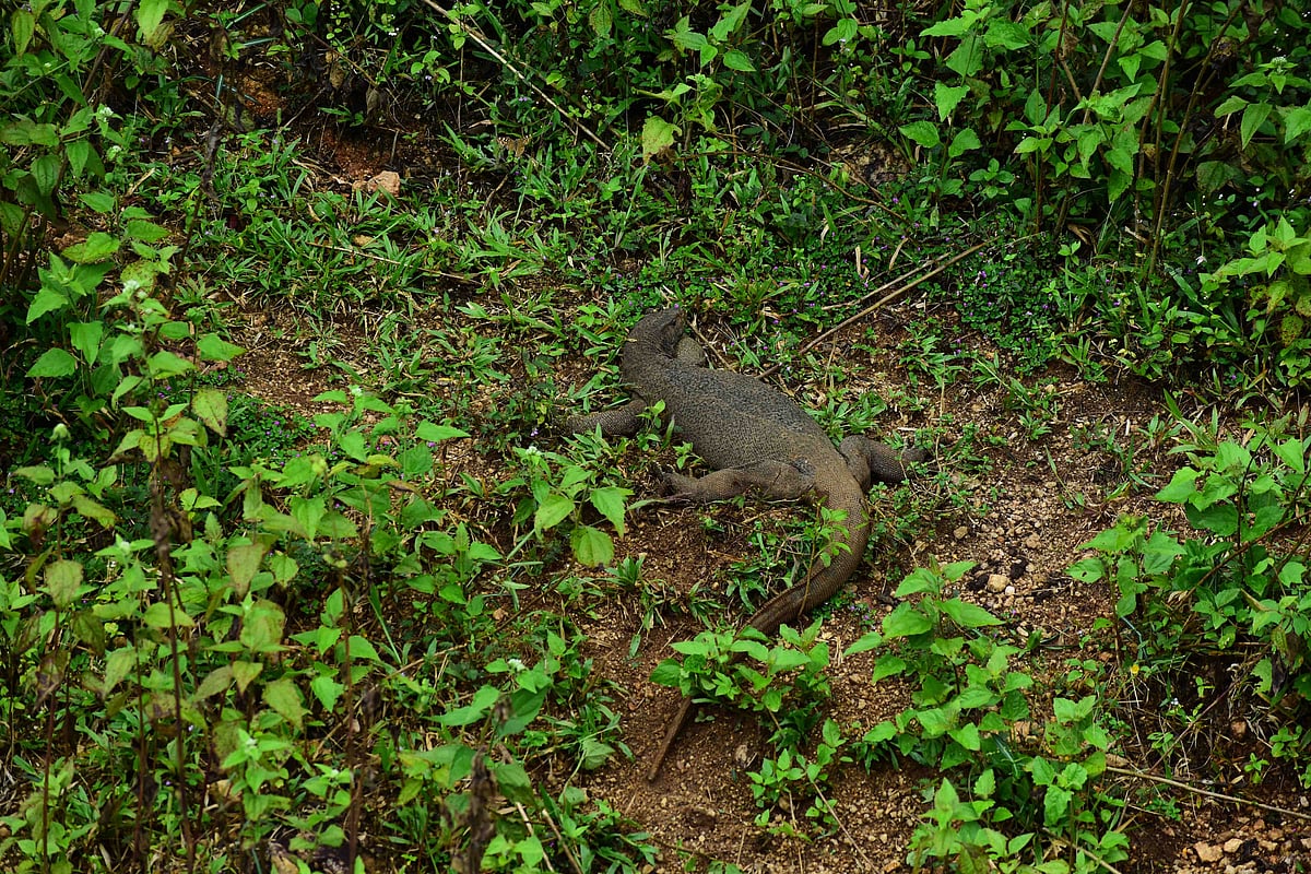 முல்லைப்பெரியாறு அணை
