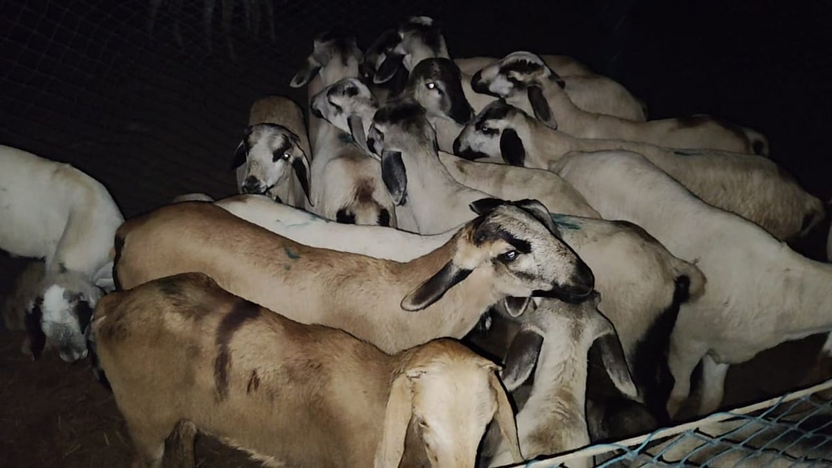 சமயபுரம் ஆட்டுச் சந்தை