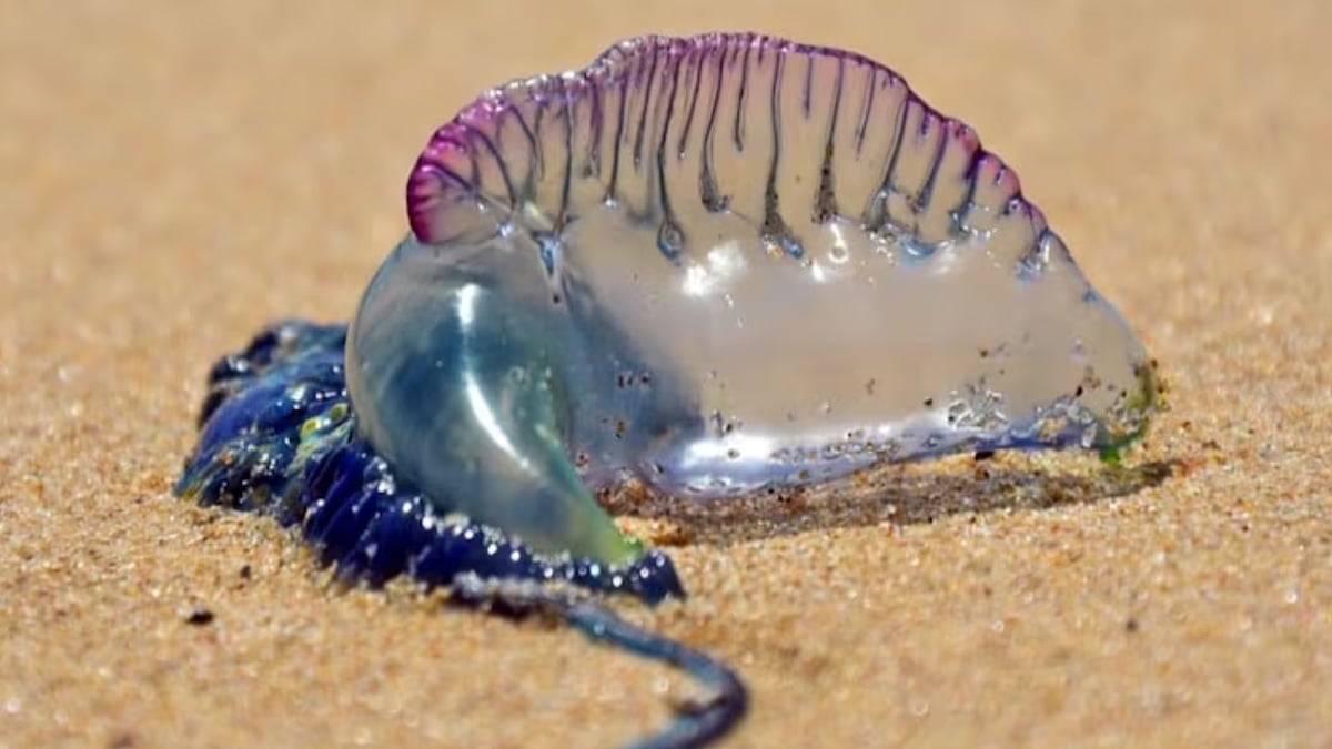 Blue samurai jellyfish