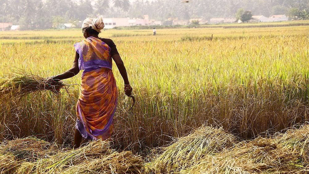 நெற்கதிர்கள்