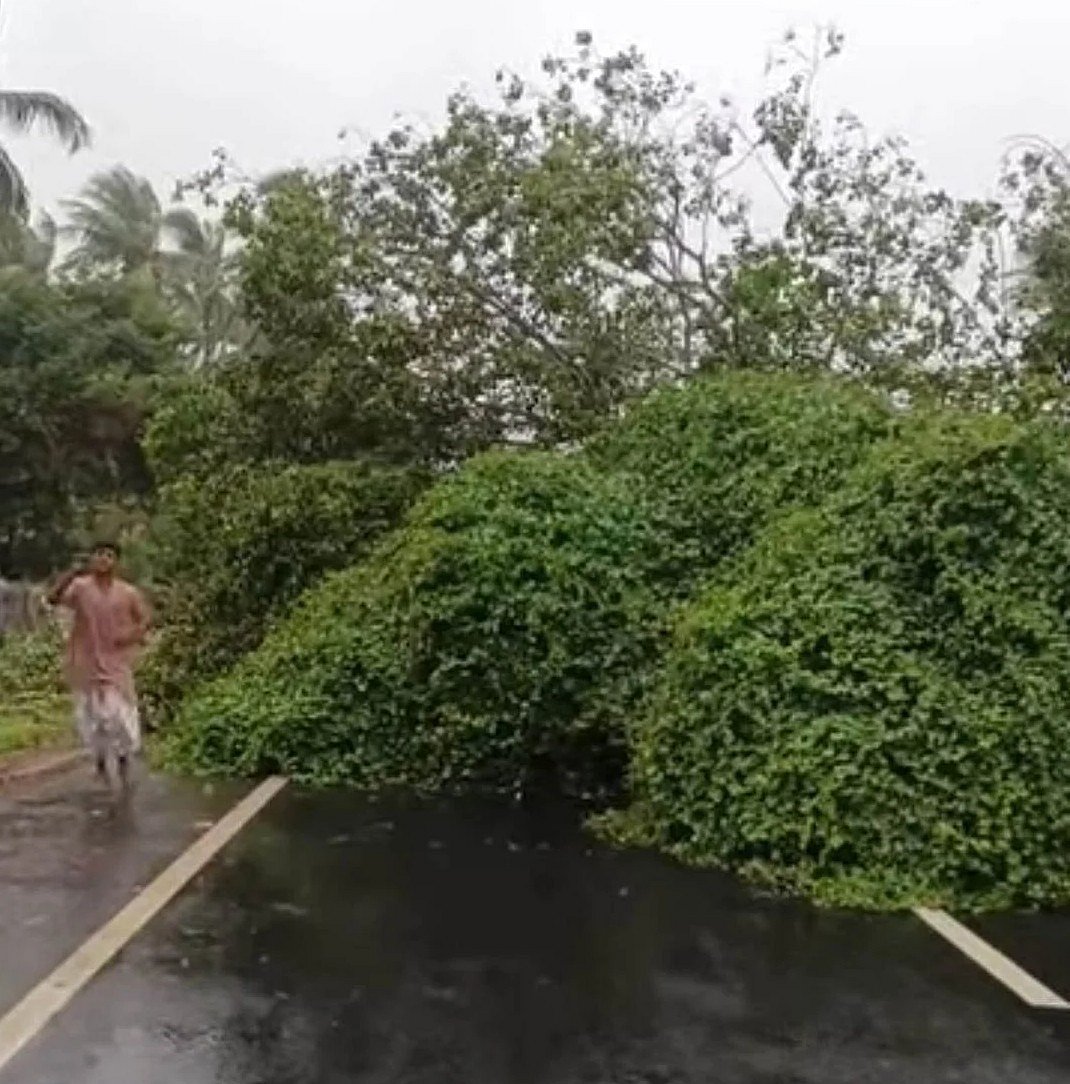 சாலையில் சாய்ந்த மரம்