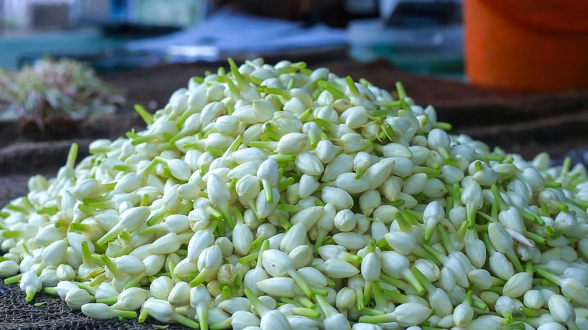 மல்லிகைப்பூ