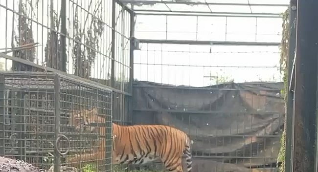 கூண்டுக்குள் சிக்கிய புலி 