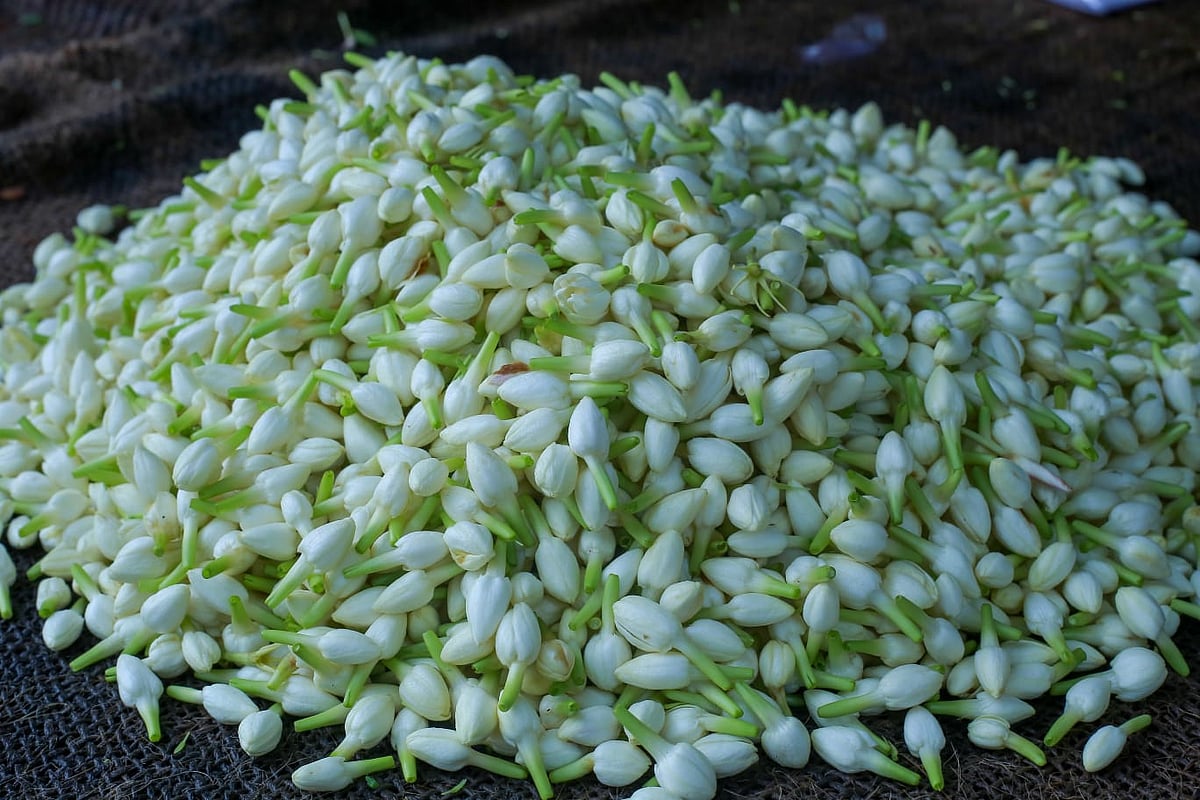 மல்லிகைப்பூ