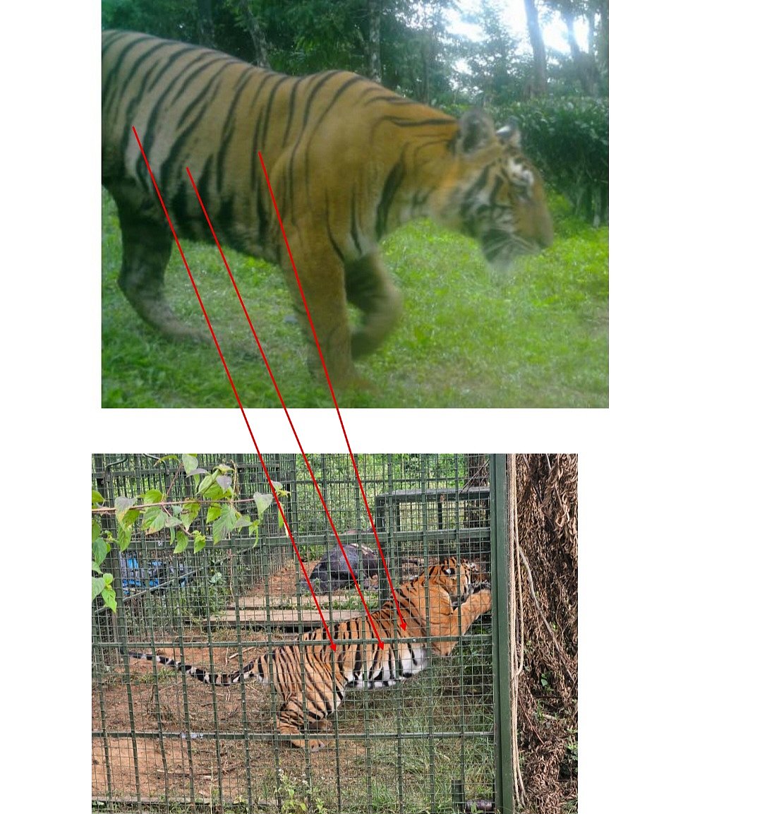 வனத்துறை கேமிரா மற்றும் கூண்டுக்குள் சிக்கிய புலி 