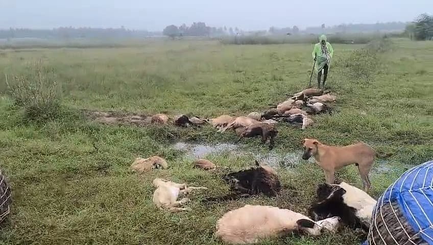 தொடர் மழை ஆடுகள் உயிரிழப்பு