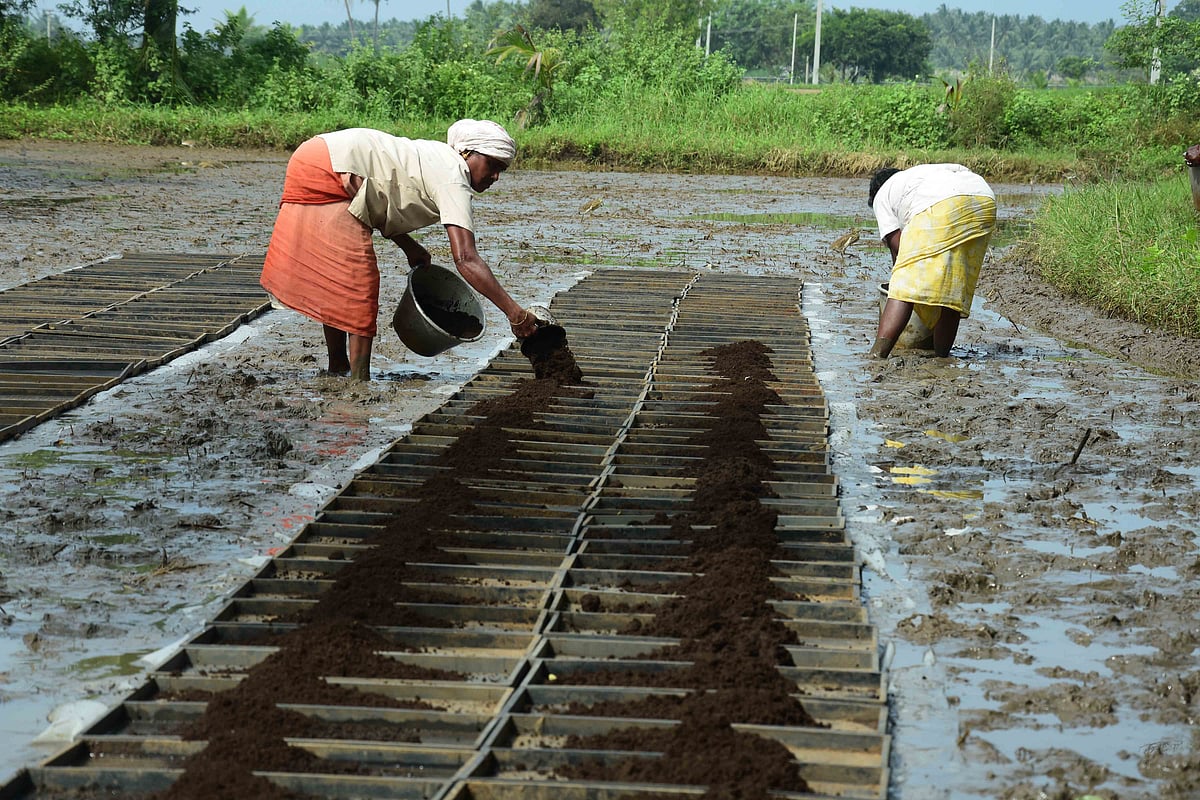 இயந்திர நடவுக்கான ட்ரே நாற்று முறை
