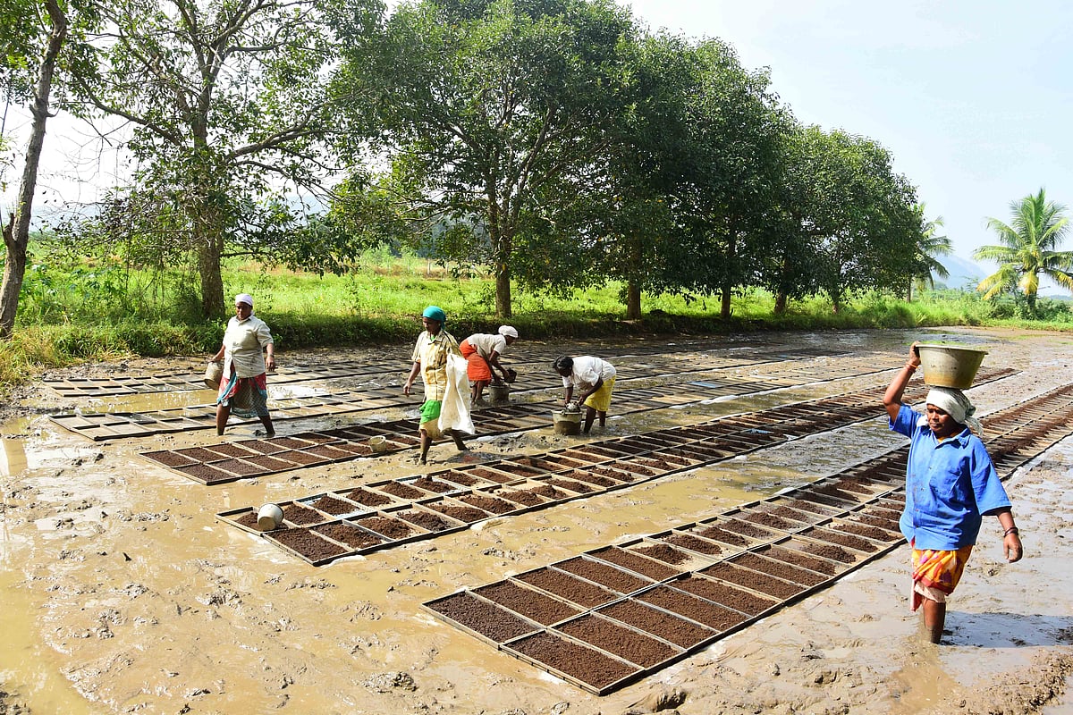 இயந்திர நடவுக்கான ட்ரே நாற்று முறை