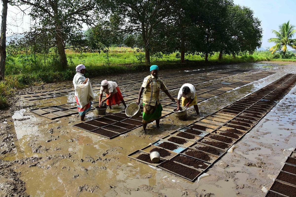 இயந்திர நடவுக்கான ட்ரே நாற்று முறை