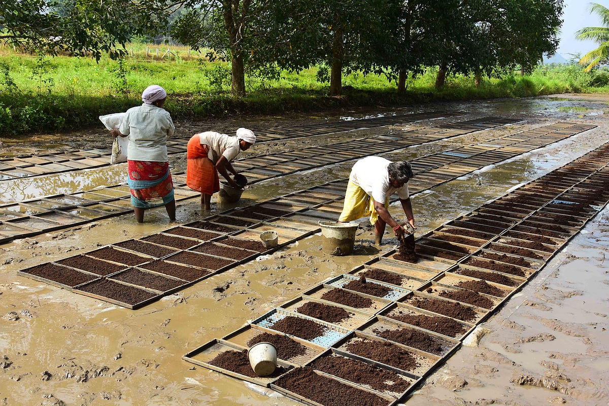 இயந்திர நடவுக்கான ட்ரே நாற்று முறை