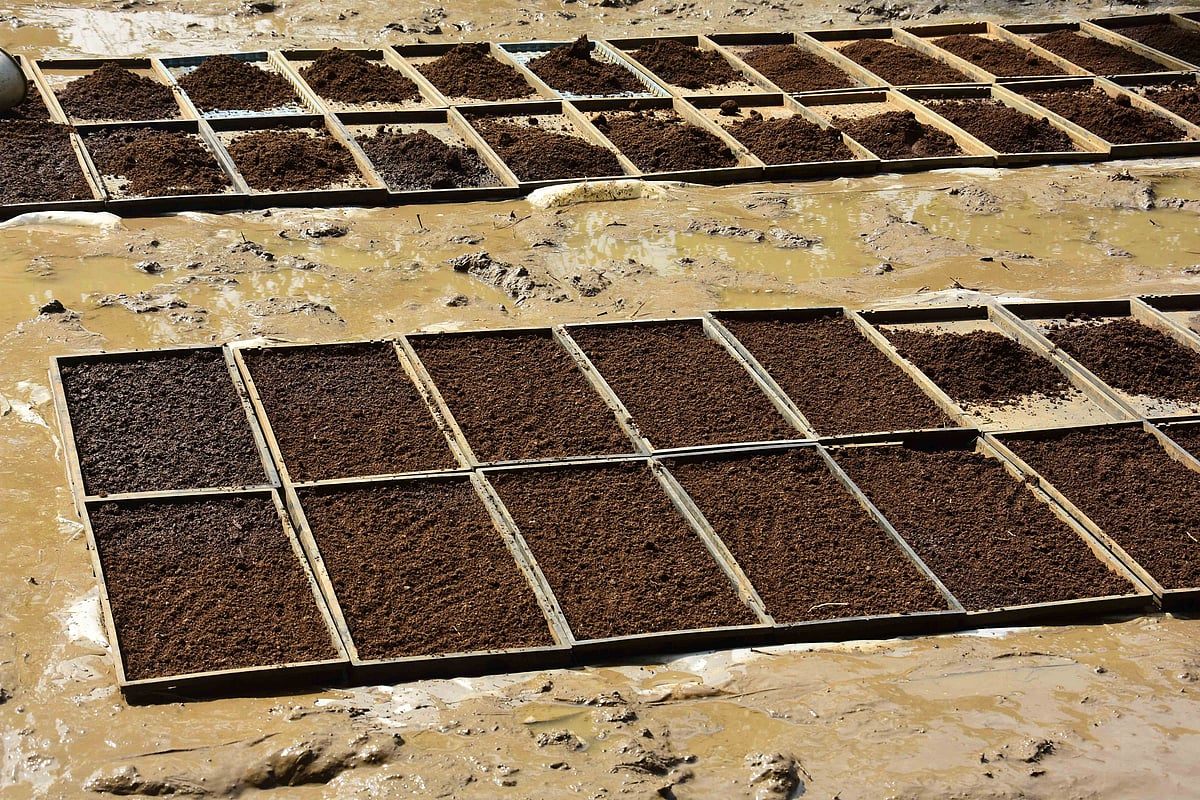 இயந்திர நடவுக்கான ட்ரே நாற்று முறை