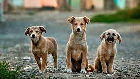 தெருநாய்கள்