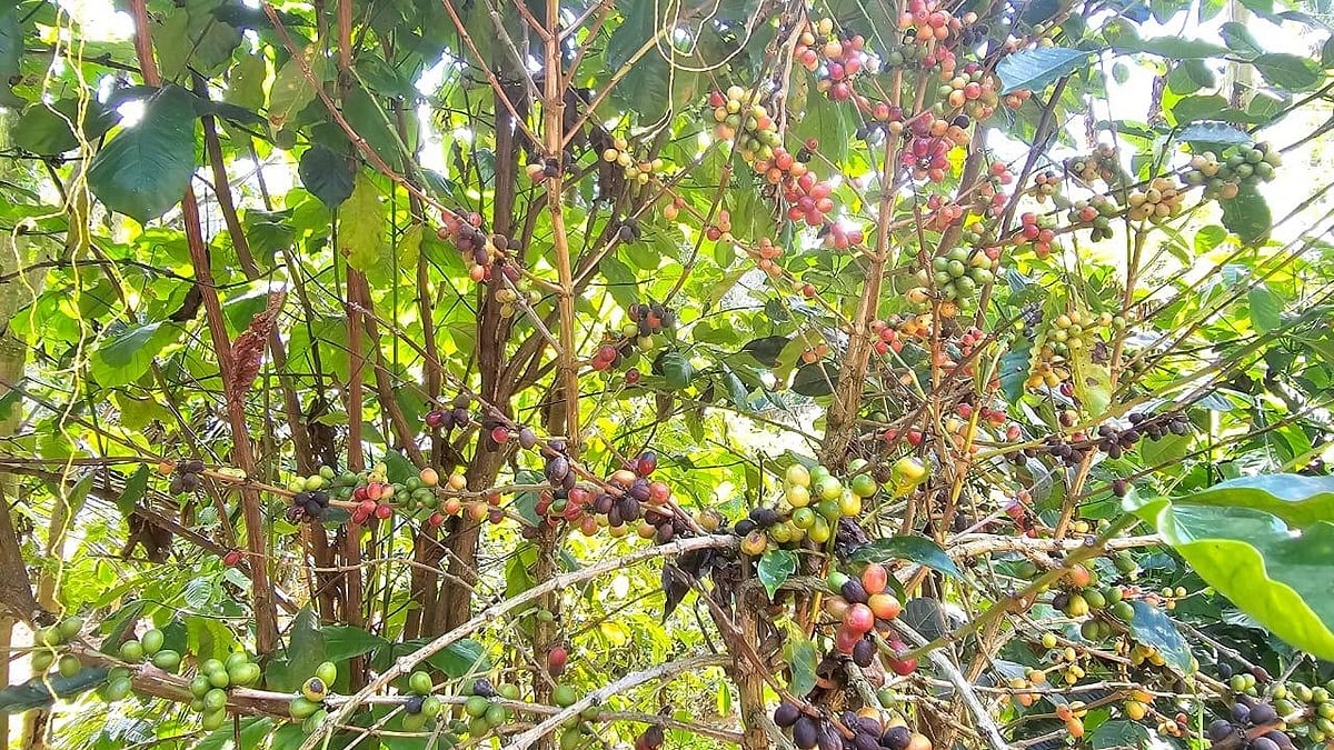 வண்டுகளால் பாதிக்கப்பட்ட காபி பழங்கள்