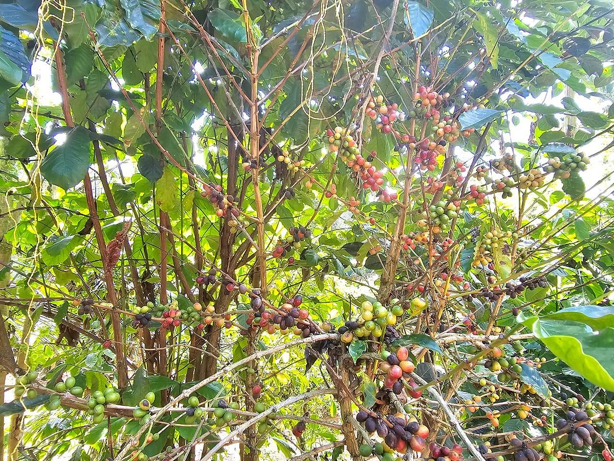 காஃபி தோட்டம்