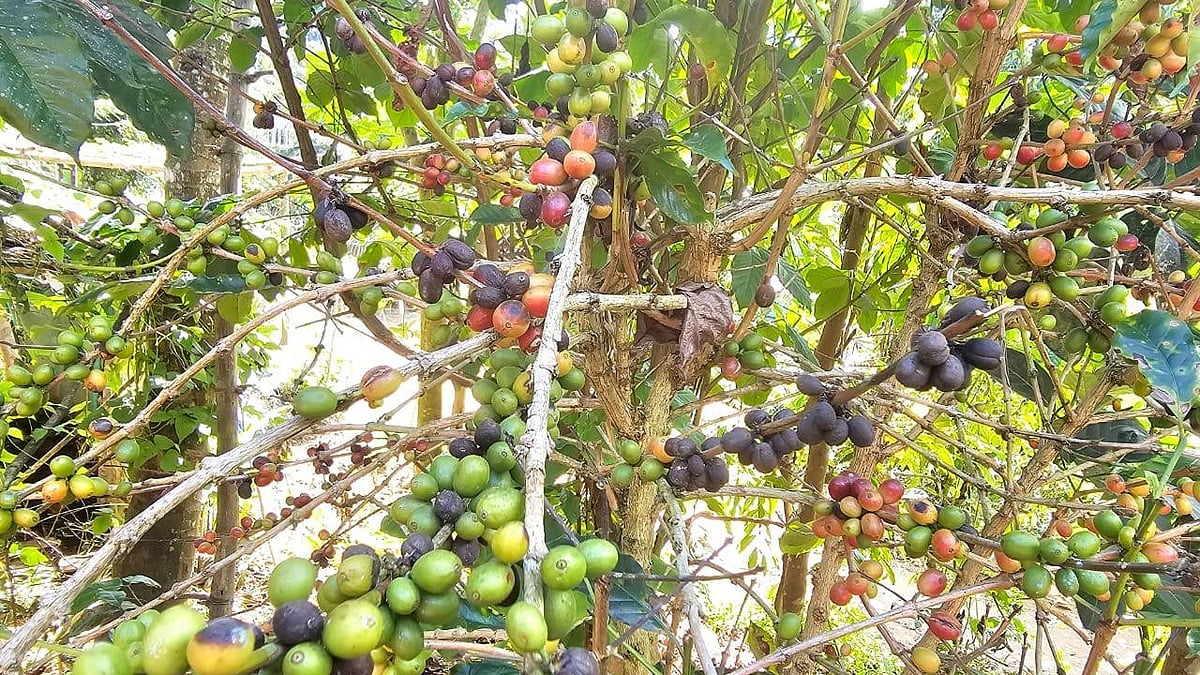 வண்டுகளால் பாதிக்கப்பட்ட காபி பழங்கள்