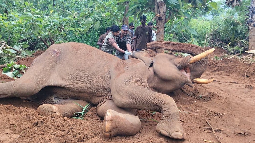 காட்டு யானைக்கு சிகிச்சை