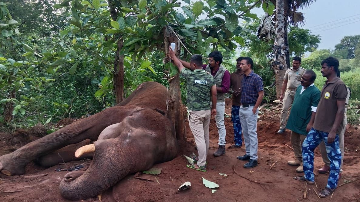 காட்டு யானைக்கு சிகிச்சை