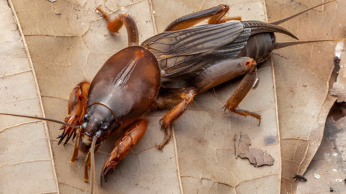 பிள்ளைப்பூச்சி