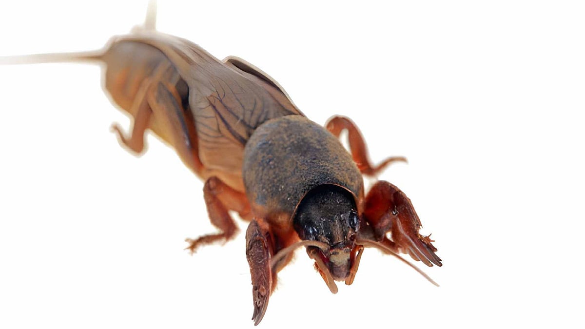 பிள்ளைப்பூச்சி