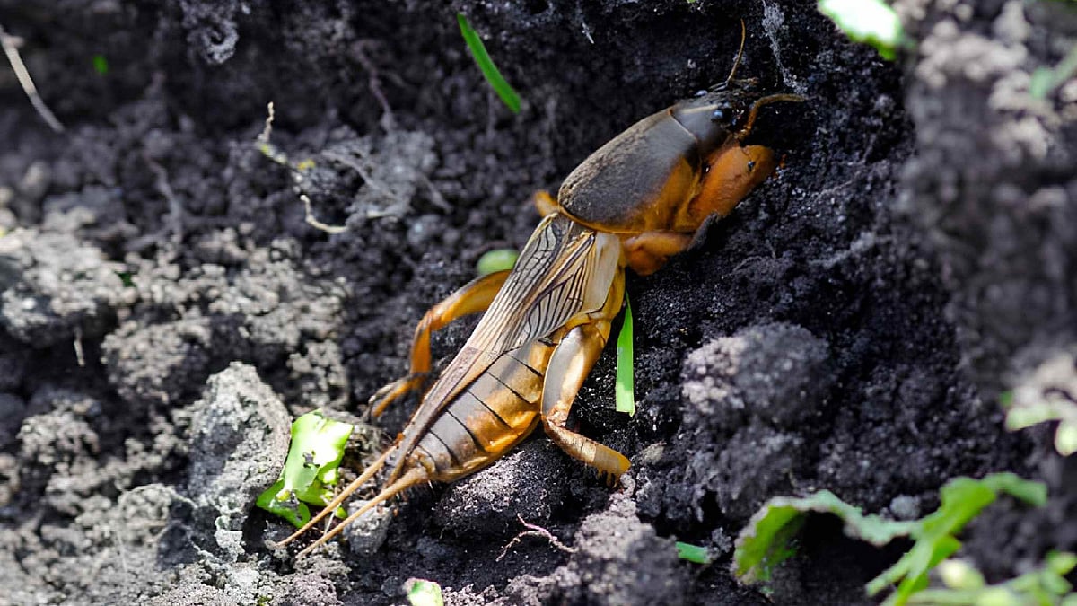 Mole cricket 