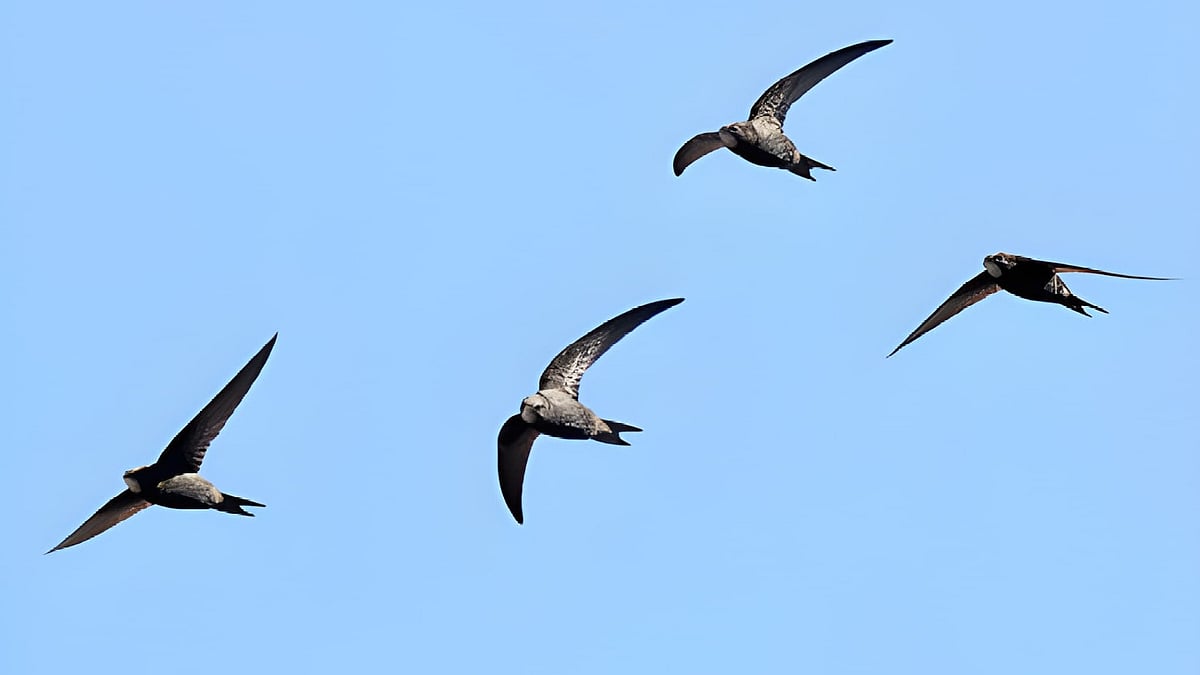 ஊர்க்குருவி