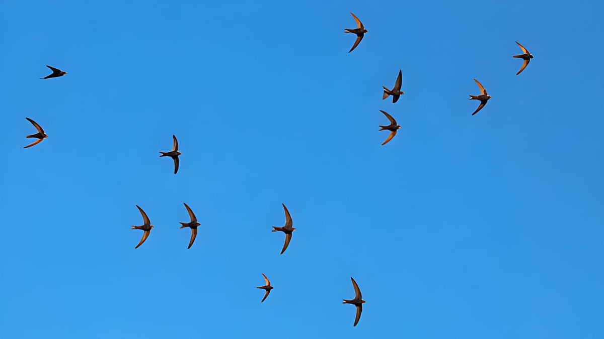 ஊர்க்குருவி