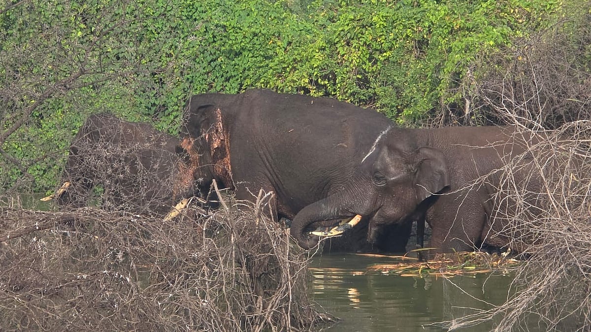 குட்டையிலிருந்து வெளியேறி ஓய்வில் உள்ள யானைகள்
