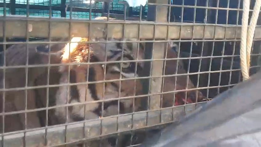 கூண்டுக்குள் சிக்கிய புலி